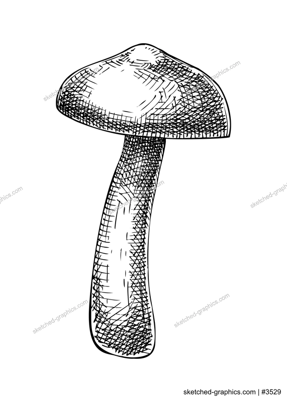 Sketched mushroom illustration. Hand drawn food drawings. Forest plants sketches. Perfect for recipe, menu, label, icon, packaging, Vintage mushroom outlines. 