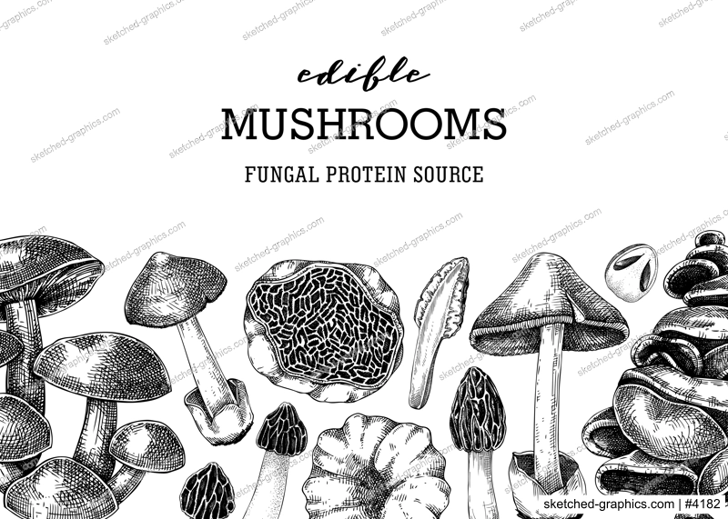 Mushrooms banner design. Artistic autumn forest plant border. Fall background with edible fungi sketches. Hand drawn healthy food, fungal protein vector illustration for print, packaging, menu