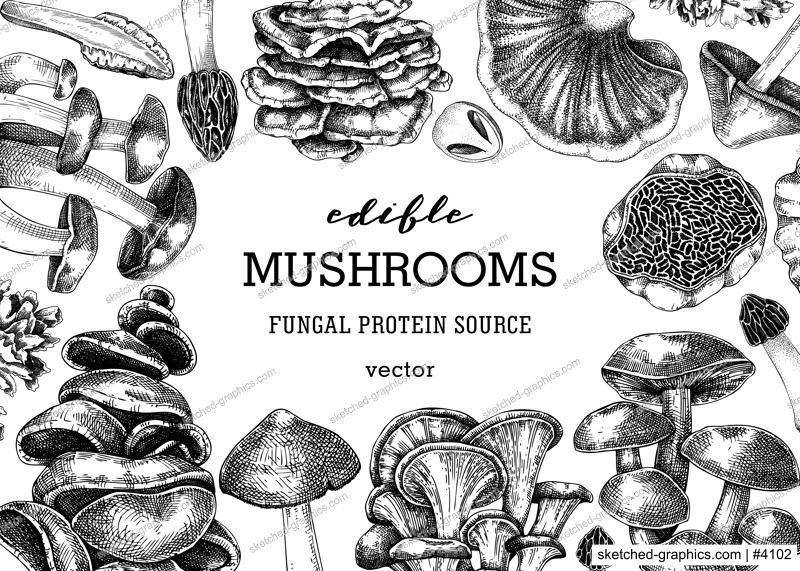 Mushrooms banner. Autumn forest plant frame.  Fall background with edible fungi sketches. Healthy food, fungal protein, stalks, and caps in engraved style. Hand-drawn botanical illustration