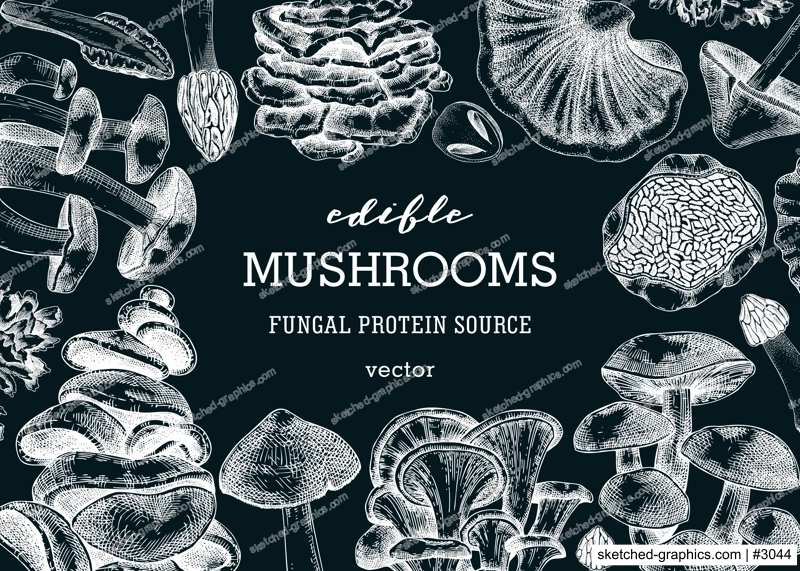 Mushrooms banner on chalkboard. Artistic autumn forest plant frame. Fall background with edible fungi sketches. Hand drawn healthy food, fungal protein, stalks, and caps in vintage style