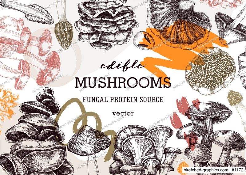 Mushrooms banner in collage style. Artistic autumn forest plant frame. Fall background with edible fungi sketches and abstract shapes. Hand drawn healthy food, fungal protein, stalks, and caps 