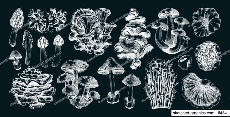 Hand-drawn mushrooms on chalkboard. Edible fungus sketches. Fungal protein, mycoprotein source, plant-based food, vegetarian product. Vector illustrations for packaging, menu, banner