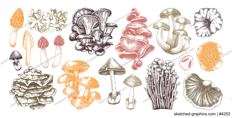 Hand-drawn mushrooms in color. Edible fungus sketches. Fungal protein, mycoprotein source, plant-based food, vegetarian product. Vector illustrations for packaging, menu, banner