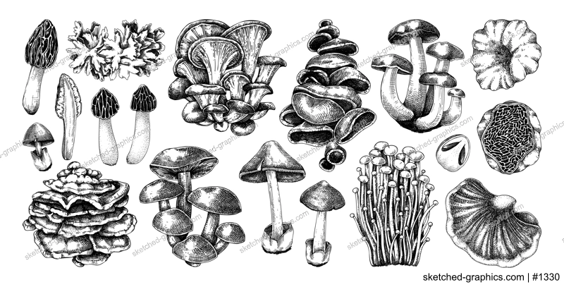 Hand-drawn mushrooms on chalkboard. Edible fungus sketches. Fungal protein, mycoprotein source, plant-based food, vegetarian product. Vector illustrations for packaging, menu, banner