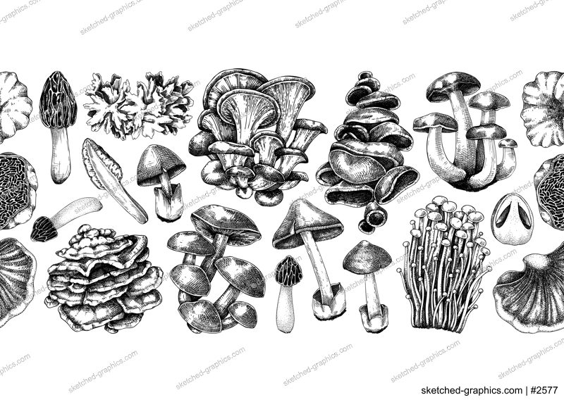 Mushrooms seamless pattern. Artistic autumn forest plant border. Fall background with edible fungi sketches. Hand drawn healthy food, fungal protein vector illustration. Repeating design for print