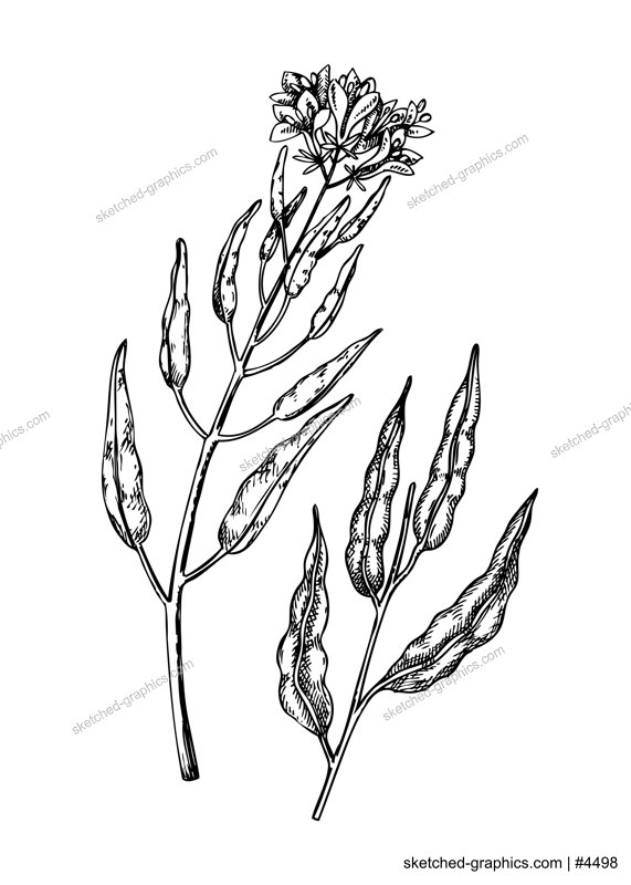 Fresh mustard sketch. Hand-sketched Spice plant illustration. Healthy food plant. Vector drawing of  flower and seeds. Mustard for grocery, markets, packaging, recipes, menus design.