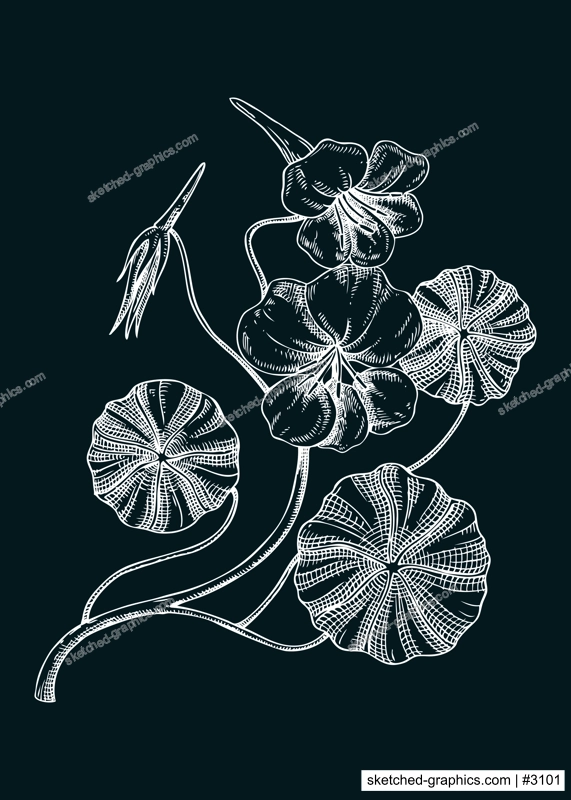 Nasturtium vector illustration. Hand-drawn summer flower sketch. Wildflower drawing on chalkboard. Meadows or gardens flowering plants. Floral design element in engraved style