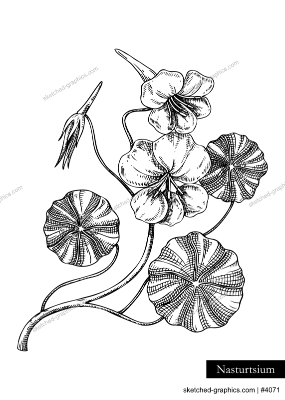 Nasturtium vector illustration. Hand drawn summer flower sketch. Wildflower drawing isolated on white background. Damp meadows or woodlands flowering plant. Floral design element in engraved style