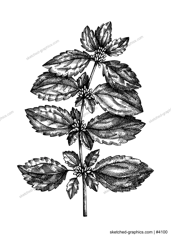 Hand-sketched Nettle illustration. Medicinal plant vector drawing in vintage style. Vintage herbs sketch or herbal tea ingredients, cosmetology, and traditional medicine. Vector summer flower.