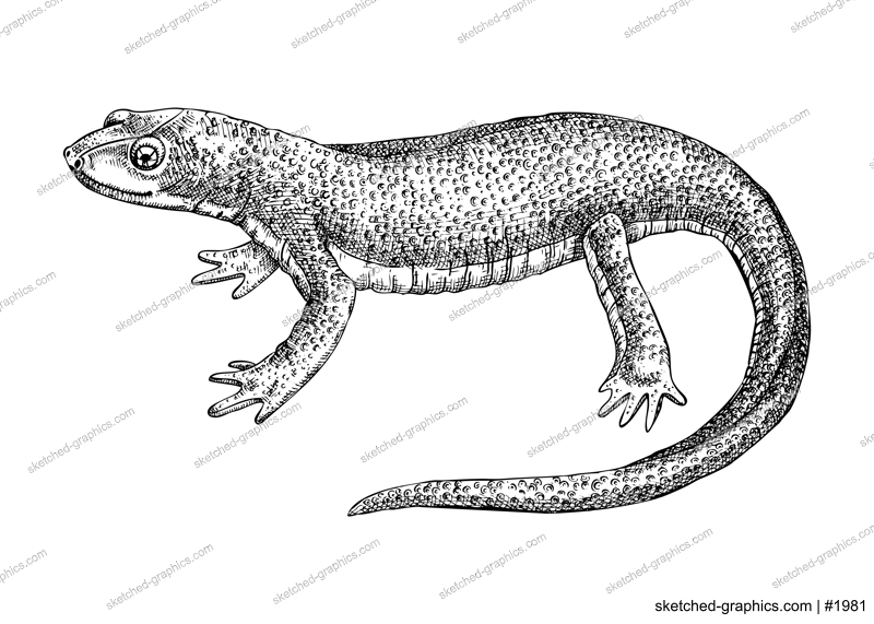 Newt vector sketch. Hand drawn wildlife illustration in engraved style. Salamander isolated on white background. Black and white mammal animal drawing for print, poster, card, cover.
