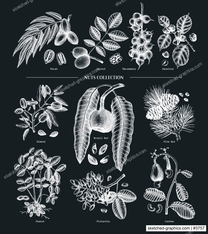 Hand-sketched nut trees and plants. Botanical drawings on chalkboard. Vector nuts collection. Hand drawn pecan, macadamia, pine nuts, walnut, almond, pistachio, chestnut, peanut, brazil nut .