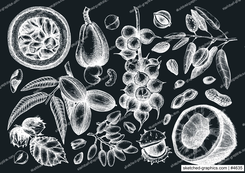 Hand drawn nut trees and plants on chalkboard. Hand-sketched pecan, macadamia, hazelnut, walnut, almond, pistachio, chestnut, peanut, brazil nut, hazelnut, coconut and cashew illsutrations