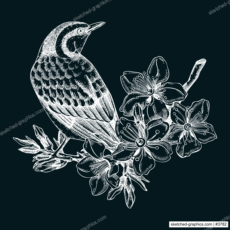Nuthatch sitting on flowering almond branch sketch. Vector spring garden illustration on chalkboard. Hand drawn passerine bird singing on blooming tree with nuts, leaves and flowers design