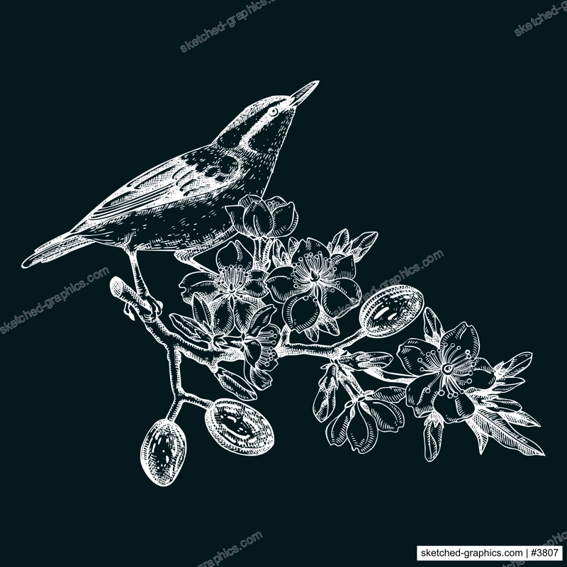Nuthatch sitting on flowering almond branch sketch. Vector spring garden illustration on chalkboard. Hand drawn passerine bird singing on blooming tree with nuts, leaves and flowers design