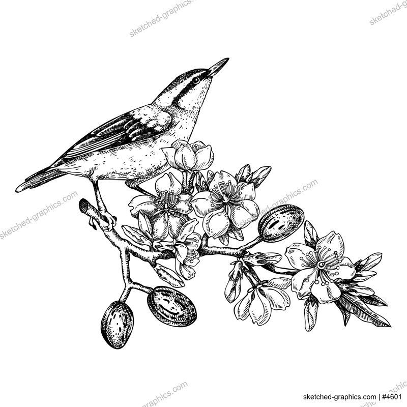 Nuthatch sitting on flowering almond branch sketch. Vector spring garden illustration. Hand drawn passerine bird singing on blooming tree with nuts, leaves and flowers in sketched style for print