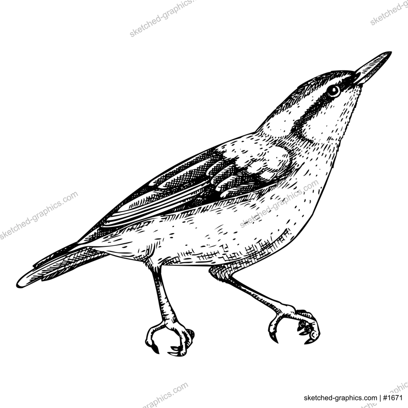Nuthatch vector sketch. Hand drawn wildlife illustration in engraved style. Blue-grey passerine bird isolated on white background. Black and white animal drawing for print, poster, card, cover.