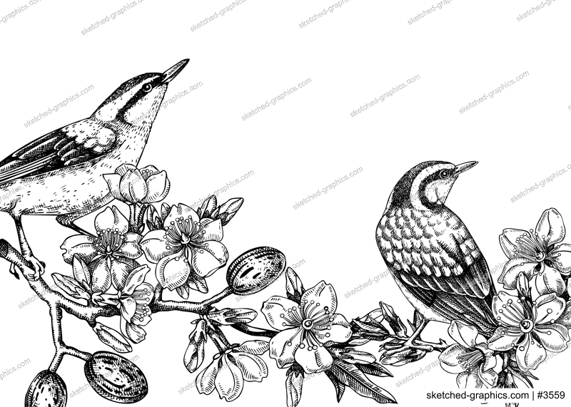 Nuthatchs sitting on flowering almond branch sketch. Vector spring banner isolated on white background. Hand drawn passerine birds on blooming tree with nuts, leaves and flowers design for print