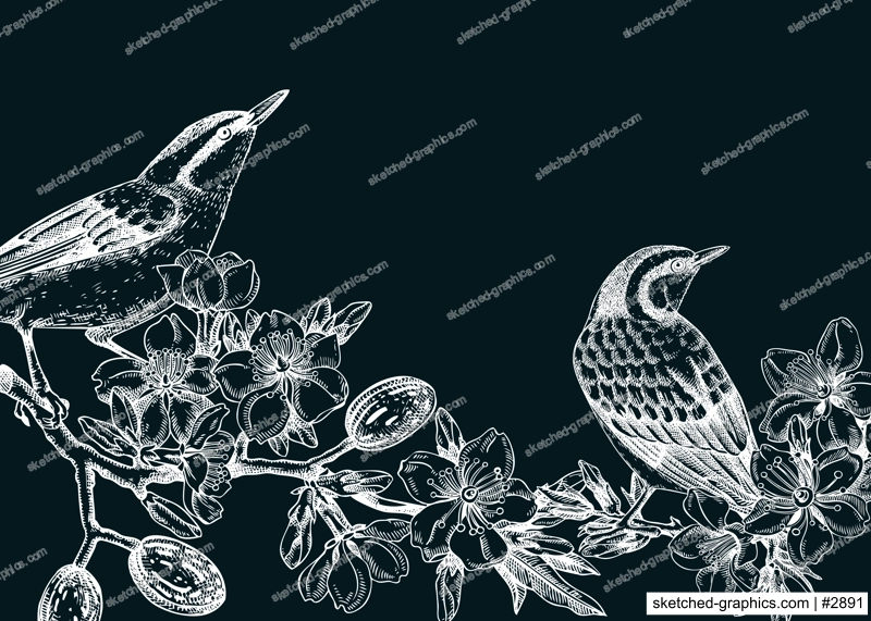 Nuthatchs sitting on flowering almond branch sketch. Vector spring garden illustration on chalkboard. Hand drawn passerine birds singing on blooming tree with nuts, leaves and flowers for print