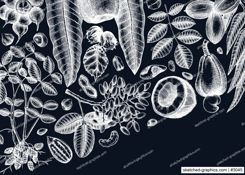 Vector nuts background on chalkboard. Vintage nuts sketched banner. Healthy food backdrop with branches, plants, nutshells hand-drawings. Realistic botanical illustrations for packaging design