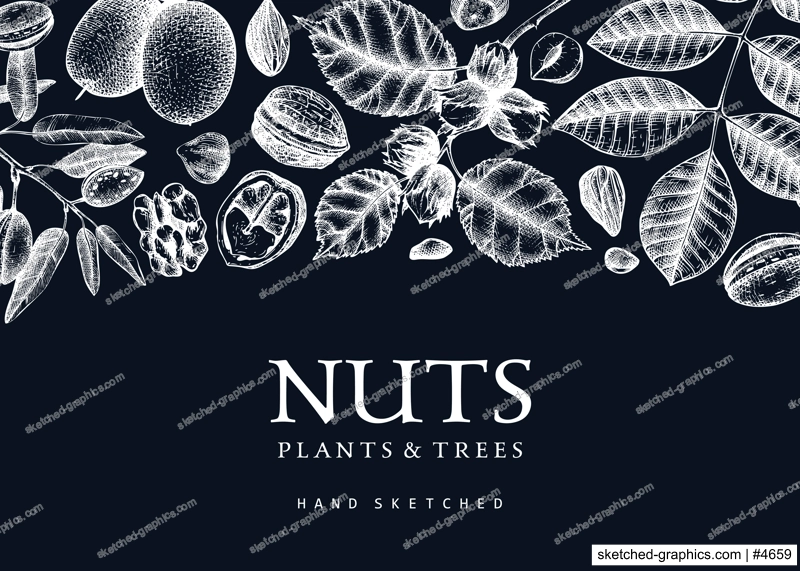 Vector nuts background on chalkboard. Vintage nuts sketched banner. Healthy food backdrop with branches, plants, nutshells hand-drawings. Realistic botanical illustrations for packaging design