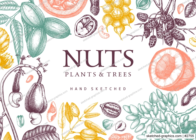 Vector nuts background in color. Vintage nuts sketched frame. Healthy food backdrop with branches, plants, nutshells hand-drawings. Realistic botanical illustrations for packaging design