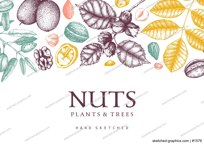 Vector nuts background in color. Vintage nuts sketched frame. Healthy food backdrop with branches, plants, nutshells hand-drawings. Realistic botanical illustrations for packaging design