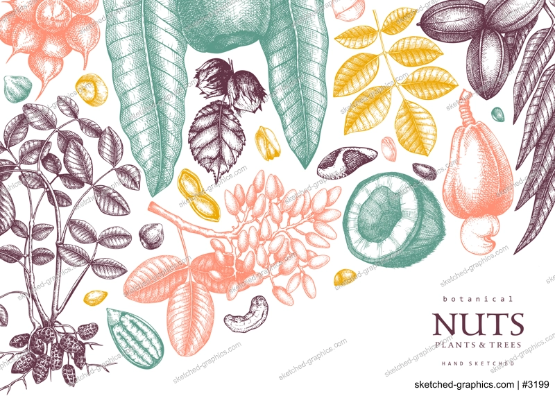 Vector nuts background in color. Vintage nuts sketched frame. Healthy food backdrop with branches, plants, nutshells hand-drawings. Realistic botanical illustrations for packaging design