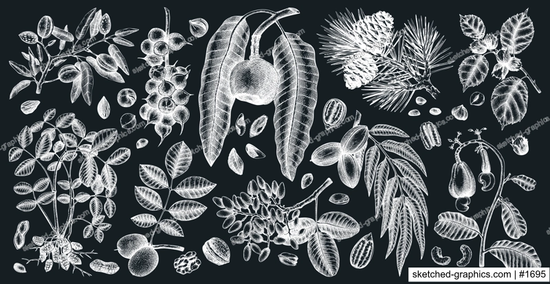 Hand-sketched nut trees and plants. Botanical drawings on chalkboard. Vector nuts collection. Hand drawn pecan, macadamia, pine nuts, walnut, almond, pistachio, chestnut, peanut, brazil nut .