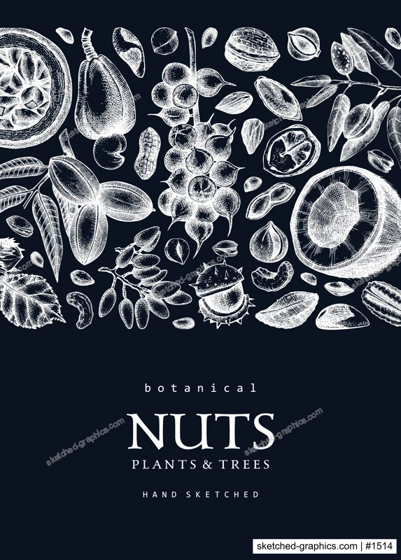 Vector nuts card on chalkboard. Vintage nuts background in sketched style. Healthy food ingredients design template with botanical illustrations. Realistic branches, plants, nutshells sketches.