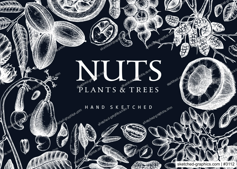 Vector nuts background on chalkboard. Vintage nuts sketched banner. Healthy food backdrop with branches, plants, nutshells hand-drawings. Realistic botanical illustrations for packaging design