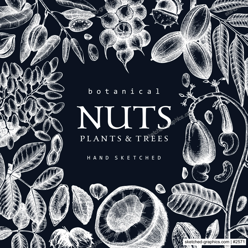Vector nuts frame on chalkboard. Vintage nuts background in sketched style. Healthy food ingredients template with botanical illustrations. Realistic branches, plants, fruits, nutshells sketches.