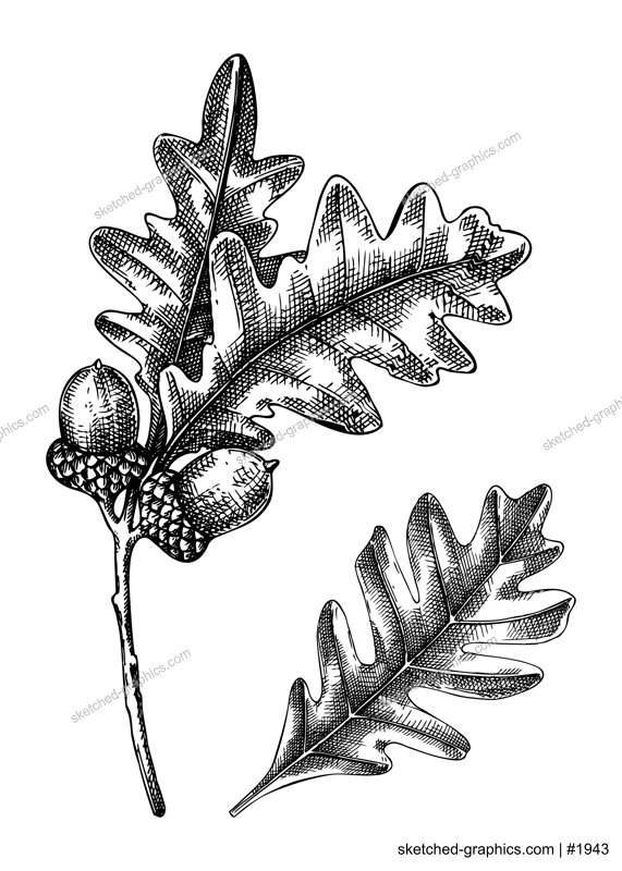 Decorative autumn leaf sketch. Oak tree foliage drawing. Hand drawn botanical element in sketched style. Sketched tree branch with fall leaves and acorns illustrations. For Thanksgiving day design.