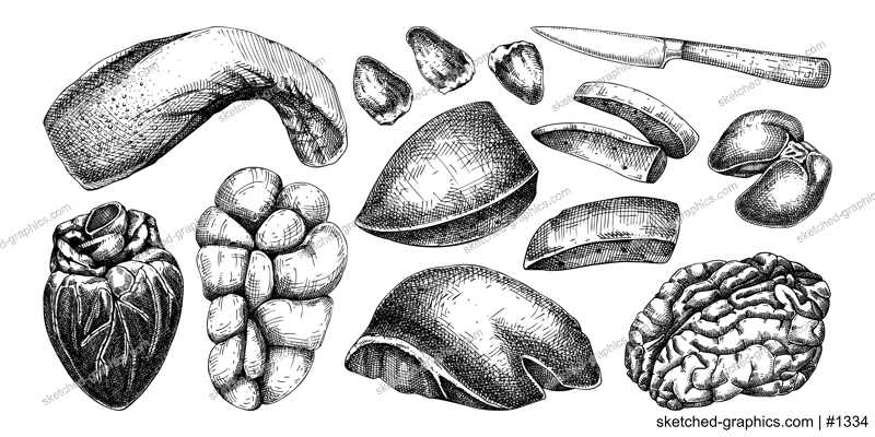 Hand drawn internal organs sketches set. Organ meat of farm animal drawings. Healthy food vector Illustrations on a white background. Liver, heart, kindle, tongue, offal - butchery design elements.