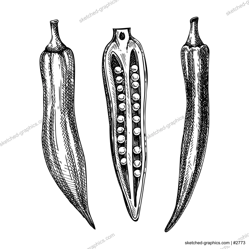 Fresh Okra sketch. Edible green seed pods drawing. Vegetable composition of tree hand-sketched plants. Vector illustration of raw cultivated okra. 
