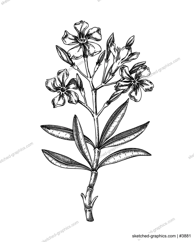 Oleander sketch. Poisonous plant drawing. Rosebay hand-drawn vector illustration. Witchcraft, herbal remedies, medicinal plants, apothecary. NOT AI generated