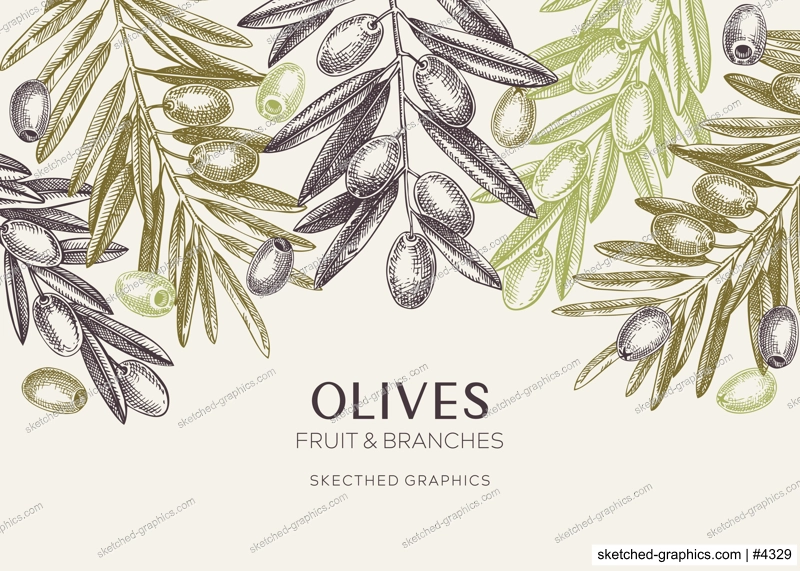Olives background. Olive tree branches sketches. Mediterranean food menu design in pastel colors. Hand-drawn vector illustration. NOT AI generated.