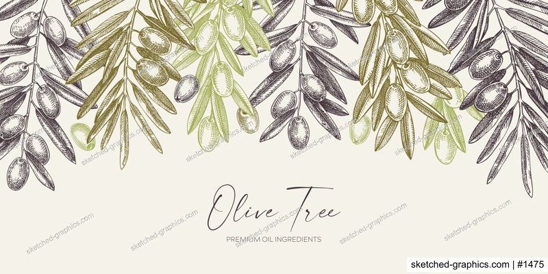 Olive branch background in color. Vector banner design with leaves and fruits sketches in vintage style. Vegetable oil ingredients illustration. Olive plant border template for print or packaging