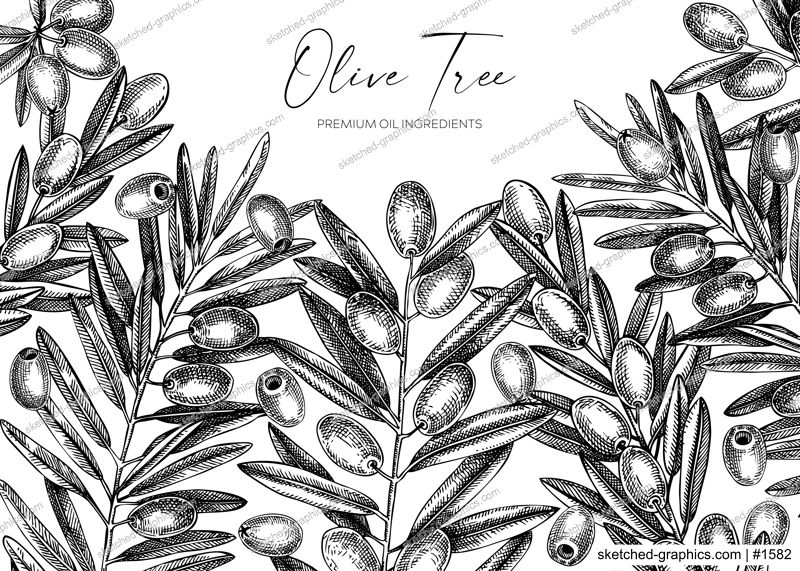 Olive branch background. Vector banner design with leaves and fruits sketches in vintage style. Vegetable oil ingredients illustration isolated on white. Olive plant template for print and packaging