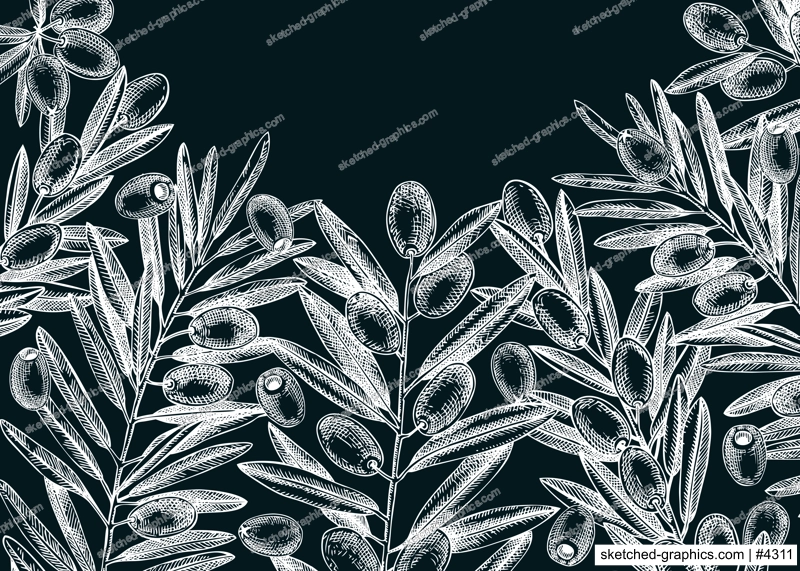 Olive branch background on chalkboard. Vector banner design with leaves and fruits sketches in vintage style. Vegetable oil ingredients illustration. Olive plant template for print and packaging