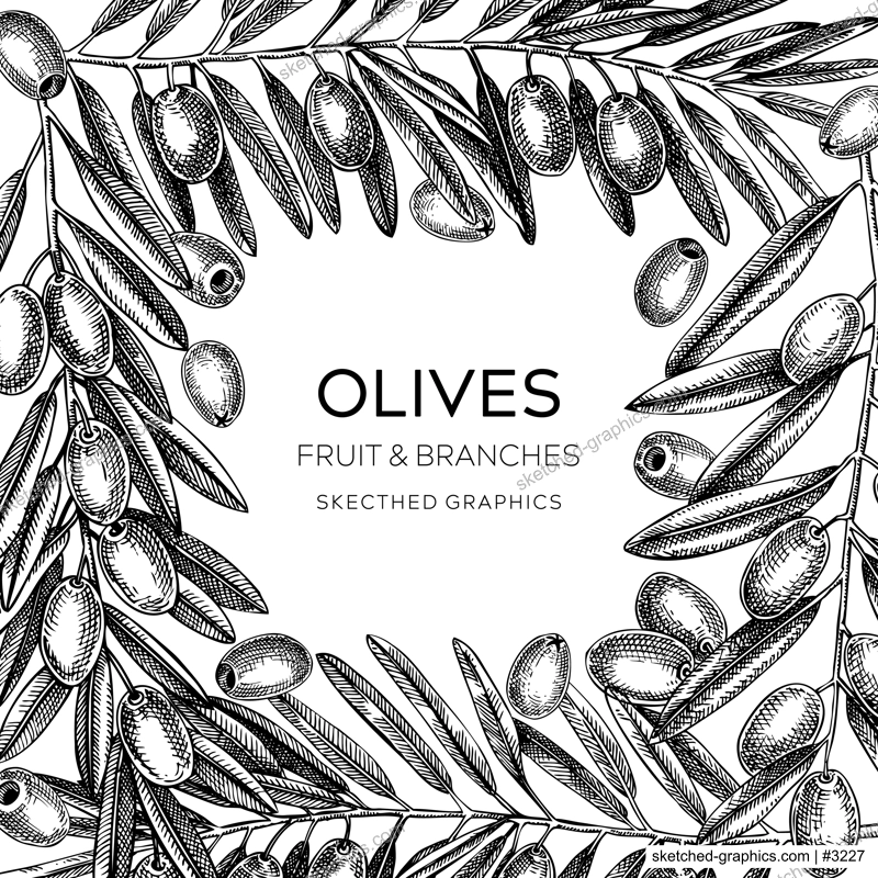 Olive branch frame design isolated on white. Vector background with leaves, berries, and fruit sketches in vintage style. Vegetable oil ingredients card. Olive tree vector illustration 