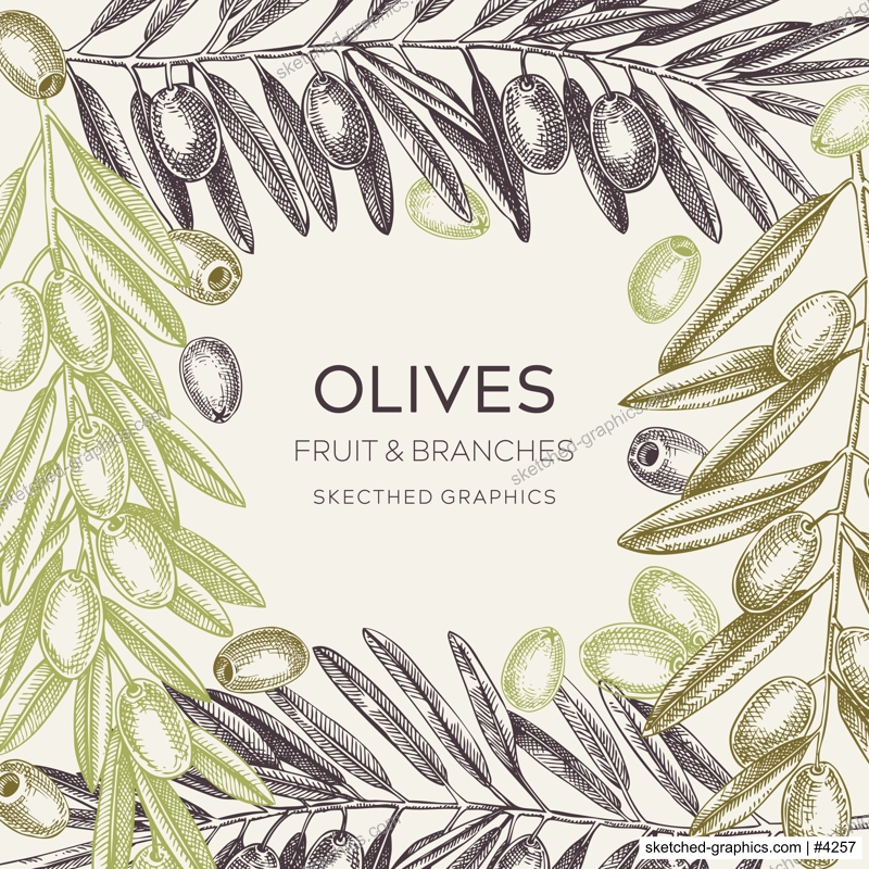 Olive branch frame design in color. Vector background with leaves, berries, and fruit sketches in vintage style. Vegetable oil ingredients card. Olive tree vector illustration 
