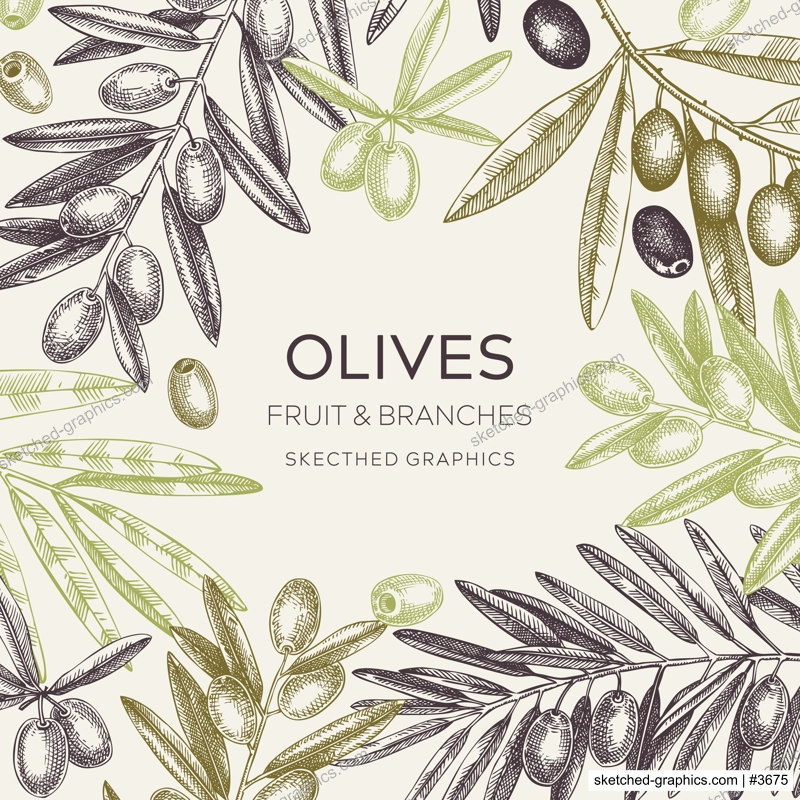 Vinatge olives frame design.Olive tree branches sketches. Mediterranean food menu template. Hand-drawn vector illustration. NOT AI generated.