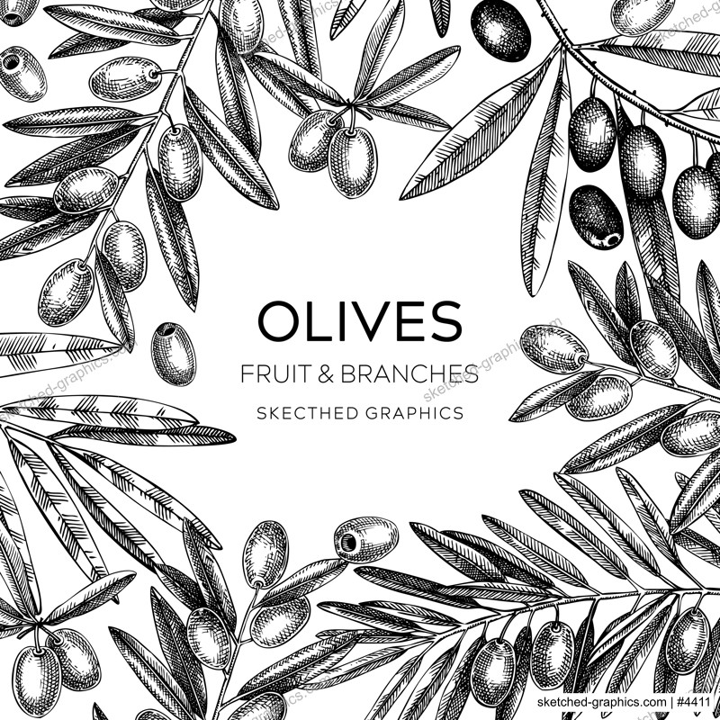 Olives frame design. Olive tree branches sketches. Mediterranean food menu template. Hand-drawn vector illustration. NOT AI generated.