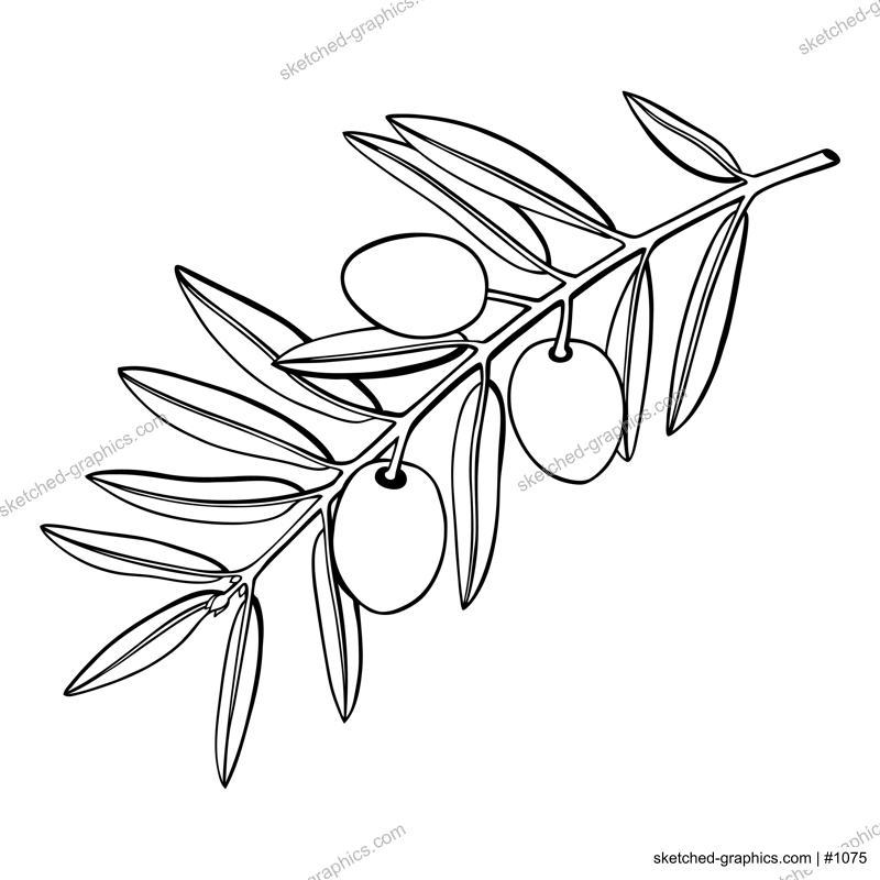 Olive tree branch with fruits and leaves illustration. Mediterranean plant outline. Italian or Greek food ingredient line art. Countered vector illustration isolated on white background. 