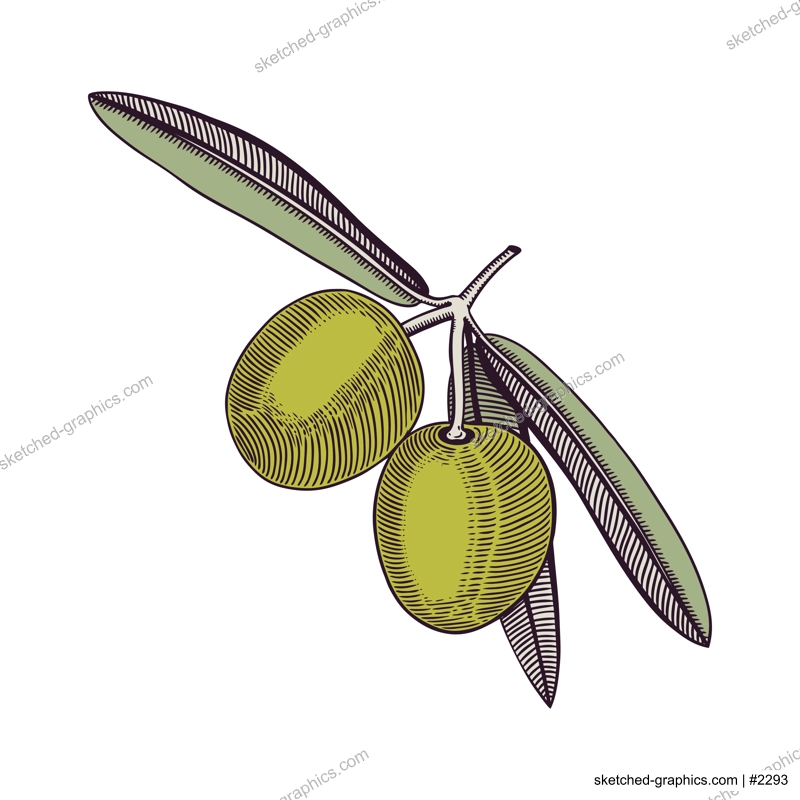 Olive tree branch with fruits and leaves in engraved style. Mediterranean plant with vegetables. Italian or Greek food ingredient sketch. Hand-drawn vector illustration isolated on white background. 