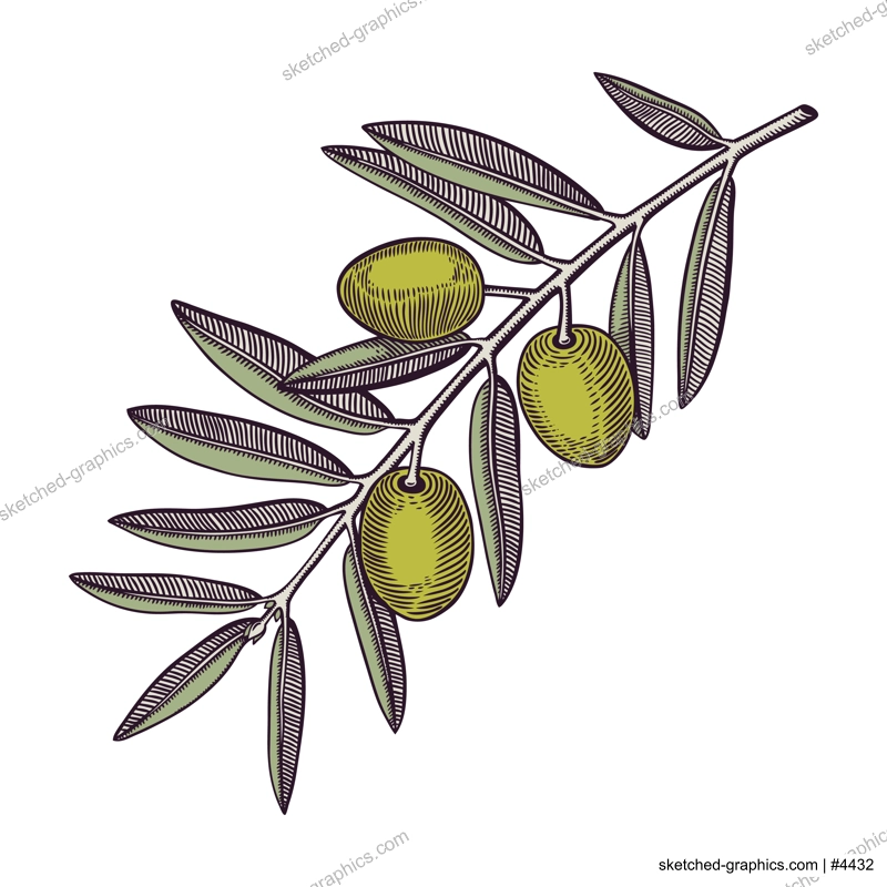 Olive tree branch with fruits and leaves in engraved style. Mediterranean plant with vegetables. Italian or Greek food ingredient sketch. Hand-drawn vector illustration isolated on white background. 