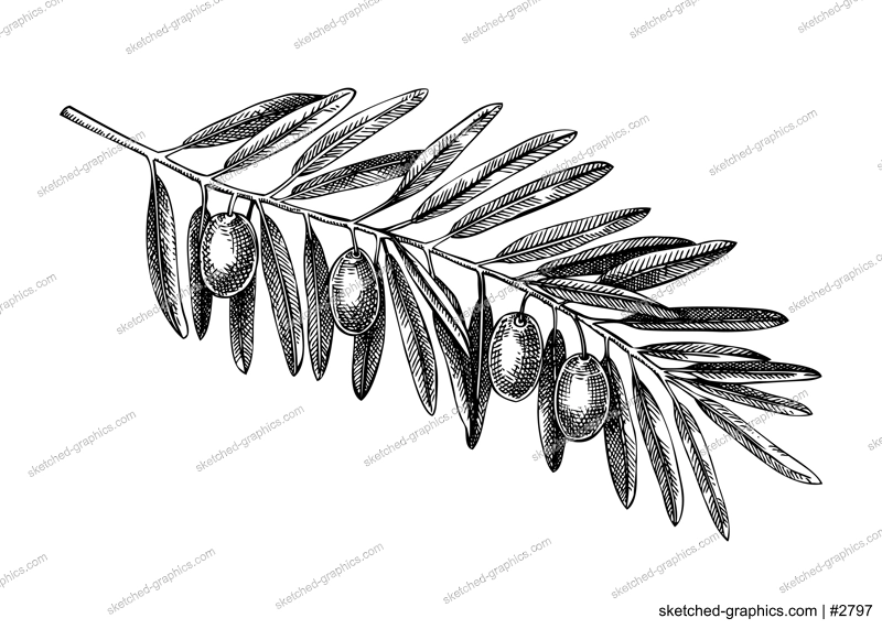 Hand drawn olive tree branch with leaves and fruit sketch isolated on white background. Olive tree twig botanical drawings in engraved style. Vector food illustration for oil packaging design