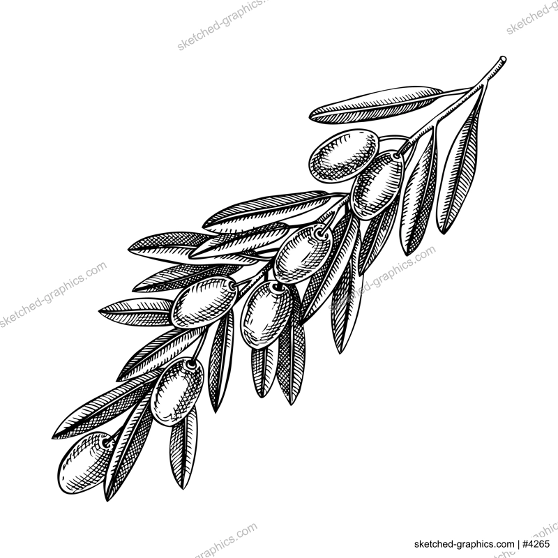 Hand drawn olive tree branch with leaves and fruit sketch isolated on white background. Olive tree twig botanical drawings in engraved style. Vector food illustration for oil packaging design
