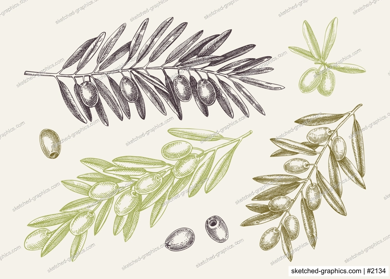 Hand drawn olive branch with leaves and fruit sketches collection in color. Olive tree twigs drawings in engraved style. Vector food illustration for vegetable oil packaging design. 