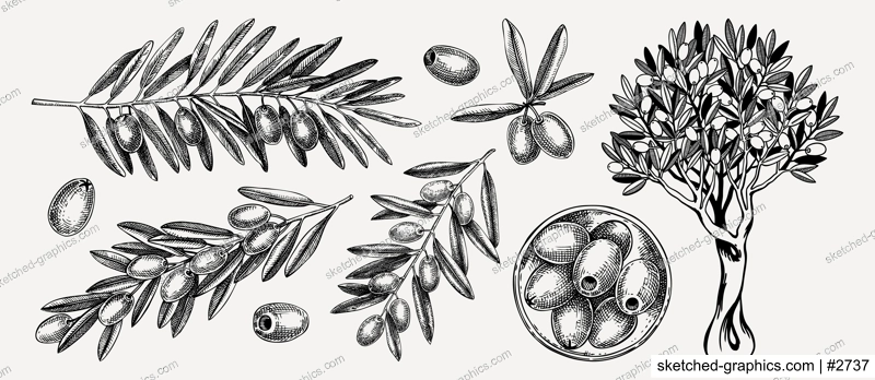 Hand drawn olive tree branches with leaves and fruit in a bowl sketches collection isolated on white background. Olive tree drawings in engraved style. Vector food illustration for oil packaging desi